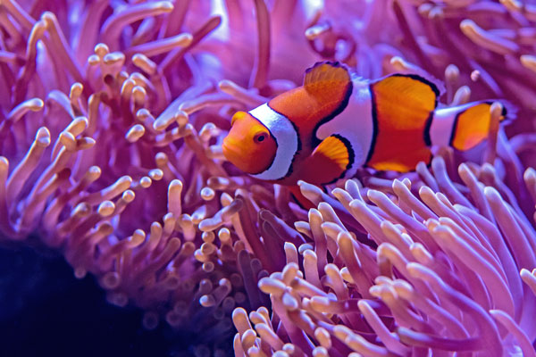Amphiprion ocellaris (Driebands anemoonvis)