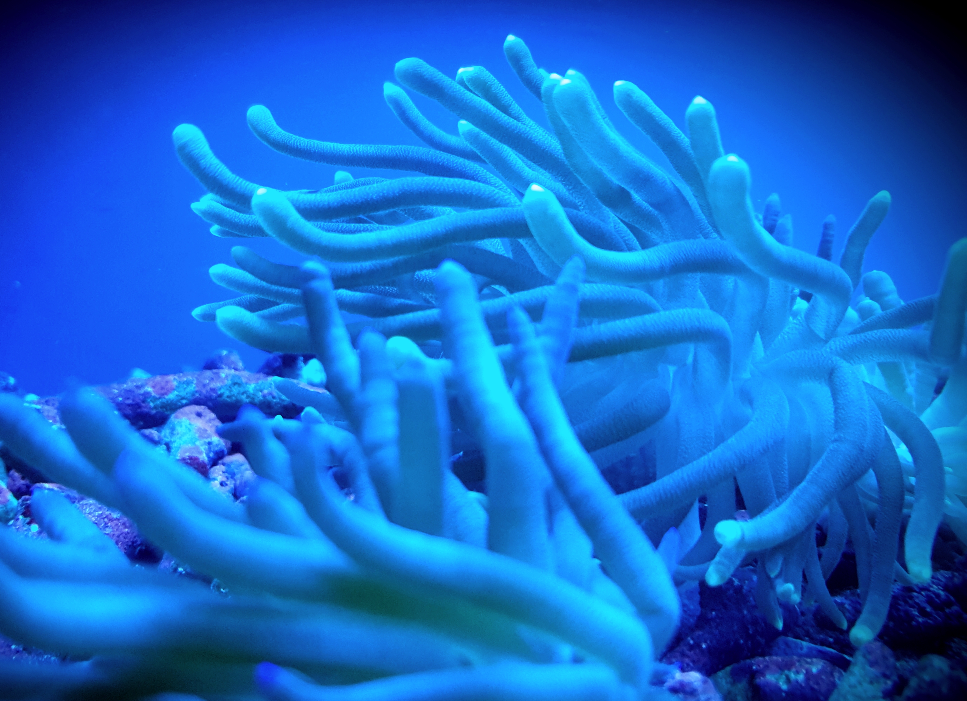 Condylactis gigantea (Anemoon)
