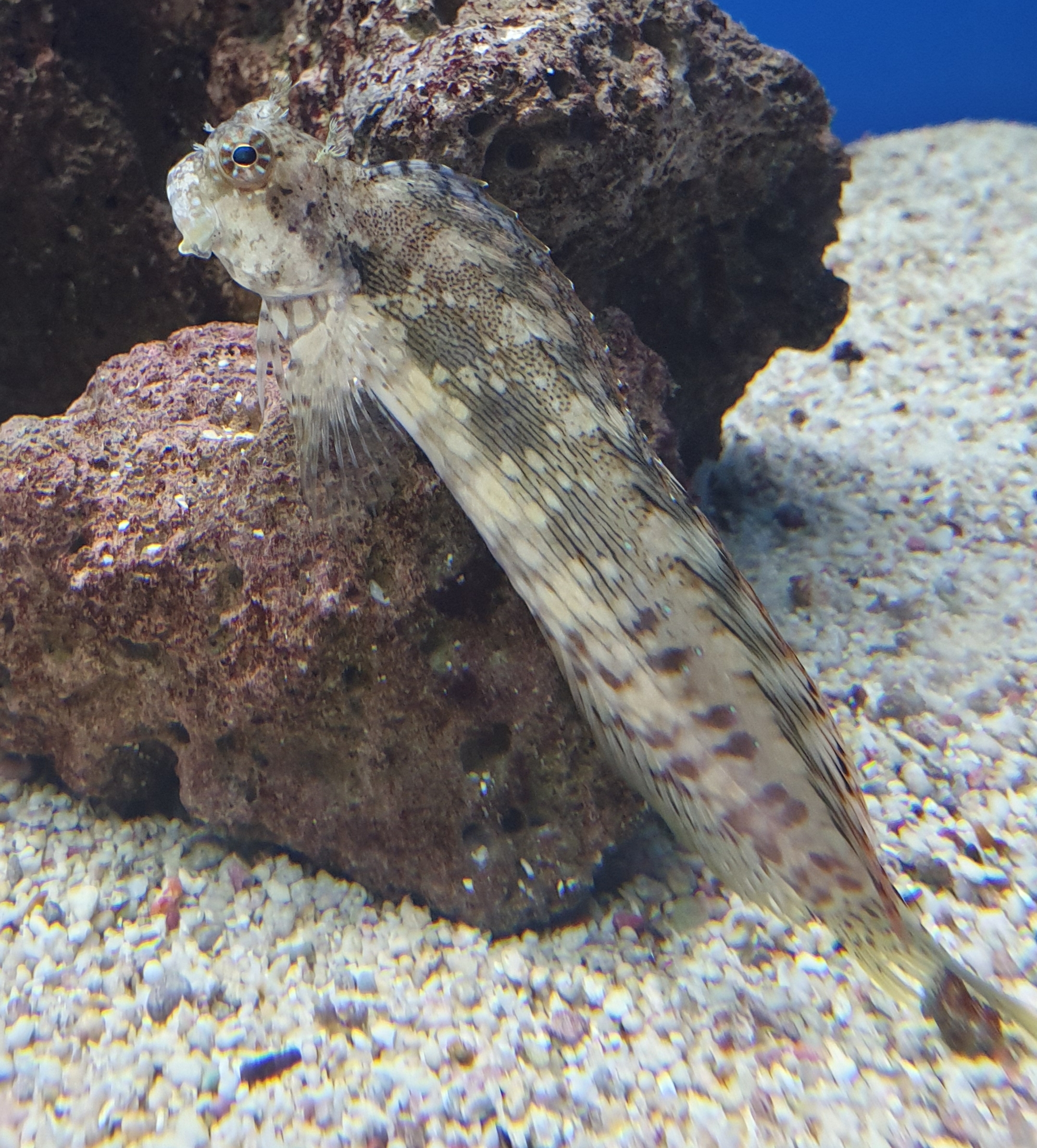 Salarias fasciatus (Algetende blenny)
