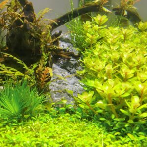 Aquariumplanten