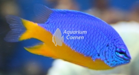 Chrysiptera hemicyanea (Azuren juffertje)