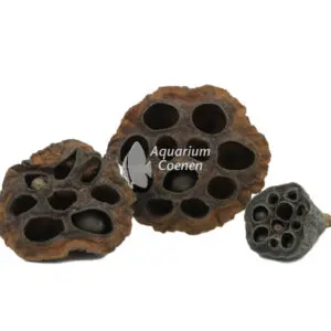 Een Lotus Pods.