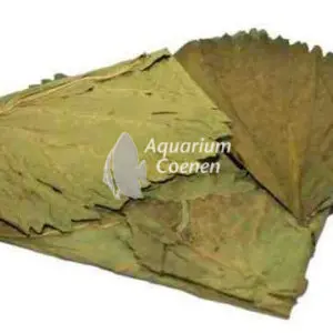 Een Mulberry Bladeren.