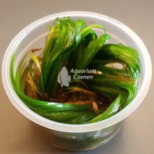 Een Blyxa japonica 1-2-Grow!.