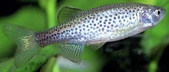 Danio rerio var. frankei (Luipaarddanio)