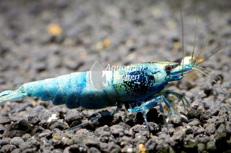 Caridina cf. cantonensis Taiwan Bee Blue Bolt (Dwerggarnaal)
