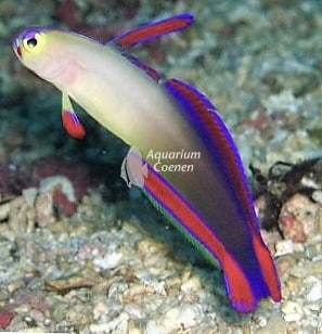 Nemateleotris decora (Decora pijlvis)
