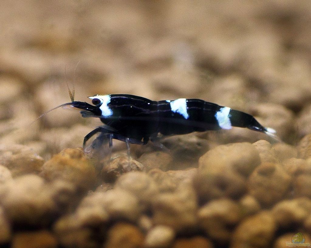 Caridina cf. cantonensis Taiwan Bee King Kong (Dwerggarnaal)
