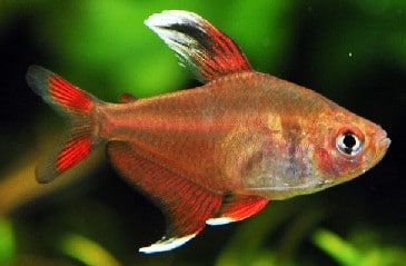 Hyphessobrycon bentosi whitefin (Roze tetra witvin)