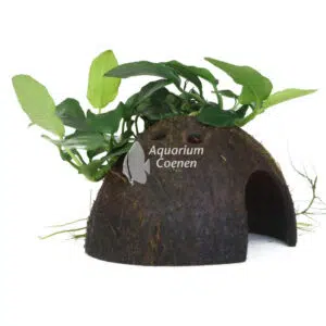Een Anubias barteri var. nana op kokosnoot.