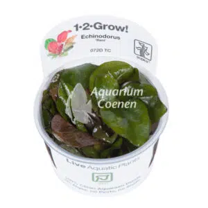 Een Echinodorus 'Reni' 1-2-Grow!.