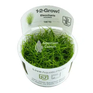 Een Eleocharis acicularis 1-2-Grow!.