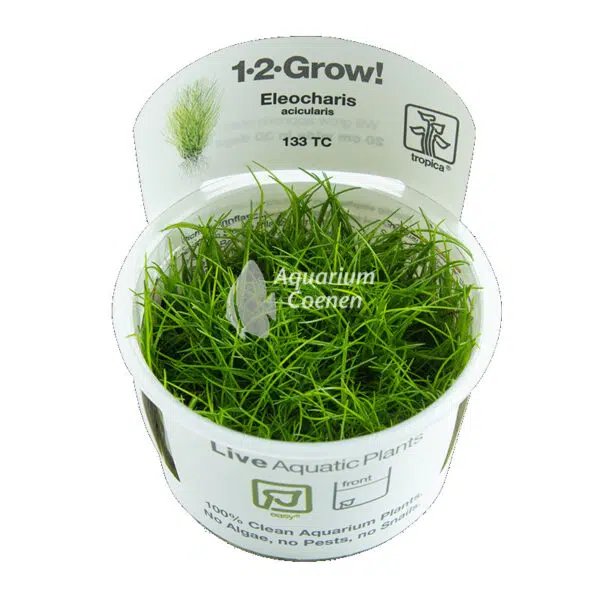Een Eleocharis acicularis 1-2-Grow!.