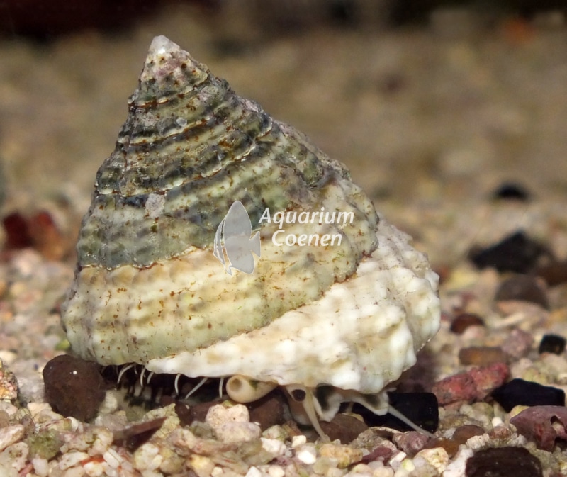 Tectus fenestratus (turboslak)
