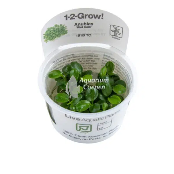 Een Anubias barteri 'Mini Coin' 1-2-Grow!.