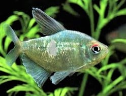 Moenkhausia pittieri (Diamantzalm)