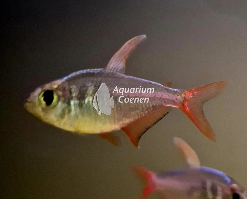 Hyphessobrycon columbianus (Colombia tetra)