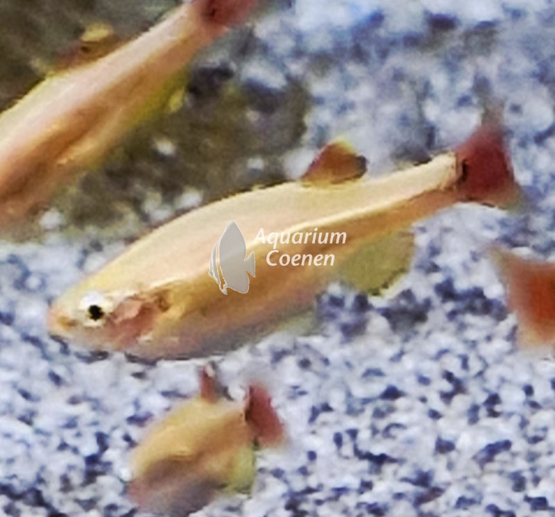 Tanichthys albonubes goud (Chinese Danio goudkleur)