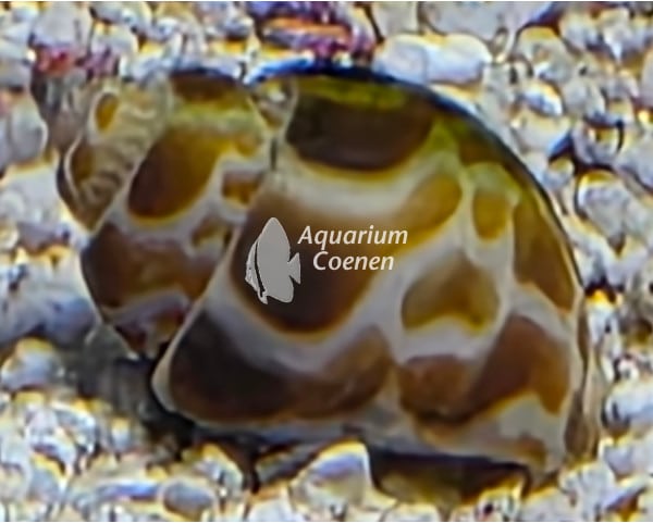 Buccinulum corneum (babylonslak)