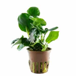 Een Anubias barteri 'Coin Leaf'.