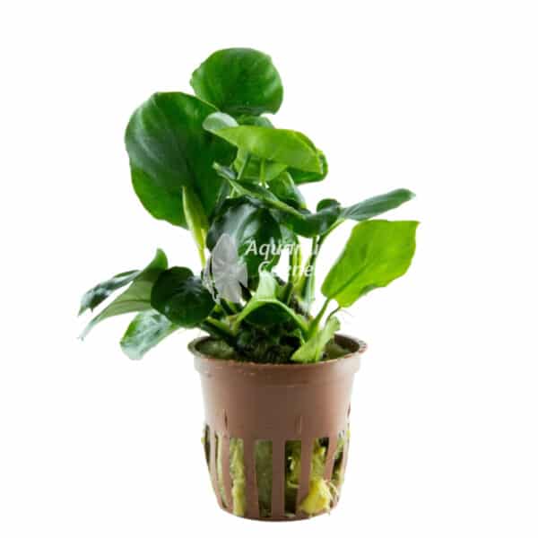 Een Anubias barteri 'Coin Leaf'.