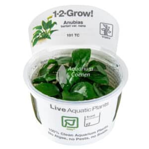 Een Anubias barteri nana 1-2-Grow!.