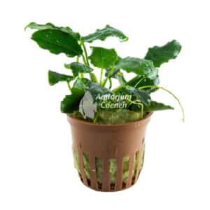 Een Anubias barteri var. nana 'Kirin'.