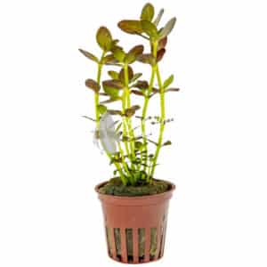 Een Bacopa salzmanni 'Purple'.