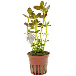 Een Bacopa salzmanni 'Purple'.