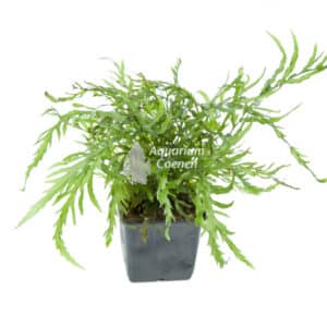 Een Bolbitis heudelotii Moederplant.