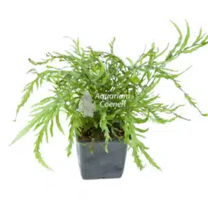 Een Bolbitis heudelotii Moederplant.
