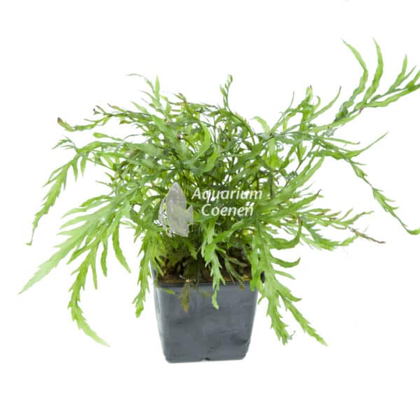 Een Bolbitis heudelotii Moederplant.