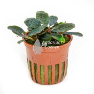 Een Bucephalandra sordidula 'Blue'.