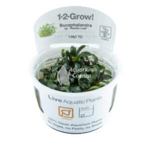 Een Bucephalandra sp. 'Needle Leaf' 1-2-Grow!.
