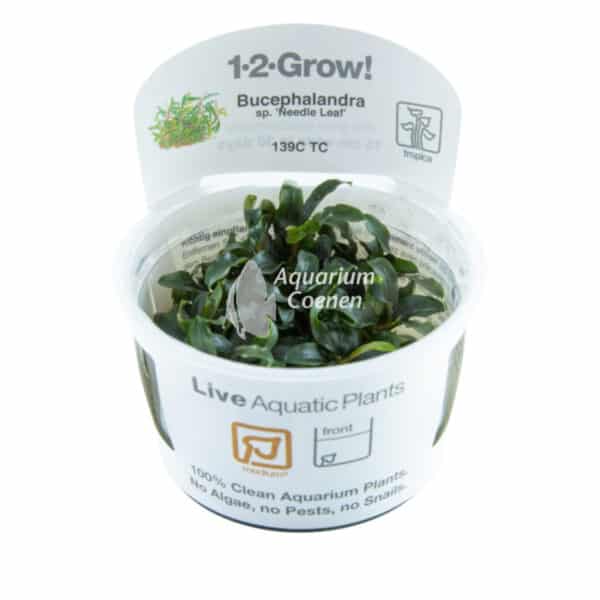 Een Bucephalandra sp. 'Needle Leaf' 1-2-Grow!.