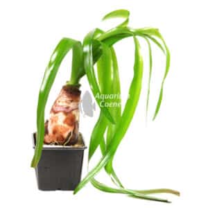 Een Crinum thaianum Moederplant.