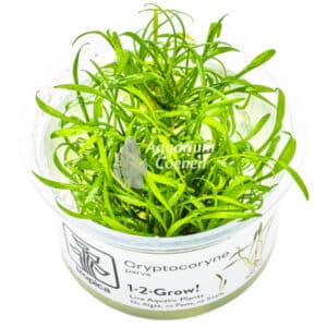 Een Cryptocoryne parva 1-2-Grow!.