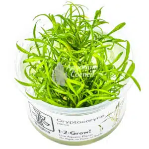 Een Cryptocoryne parva 1-2-Grow!.