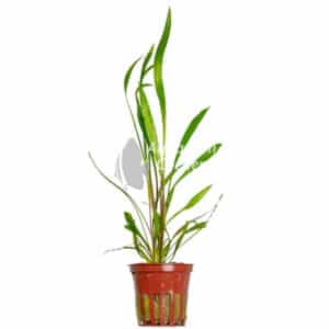 Een Cryptocoryne spiralis 'Red'.