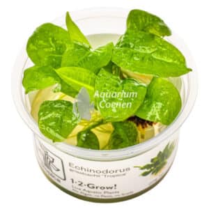 Een Echinodorus grisebachii 'Tropica' 1-2-Grow!.