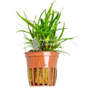 Een Eriocaulon sp. 'Vietnam'.