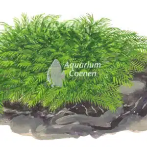 Een Fissidens fontanus.