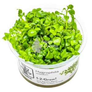 Een Hygrophila serpyllum 1-2-Grow!.