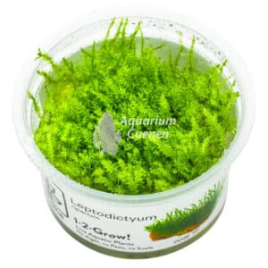 Een Leptodictyum riparium 1-2-Grow!.