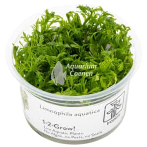Een Limnophila aquatica 1-2-Grow!.