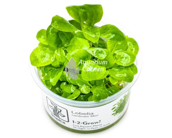Een Lobelia cardinalis 'Mini' 1-2-Grow!.
