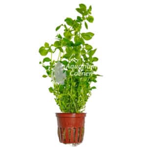 Een Ludwigia palustris 'Green'.