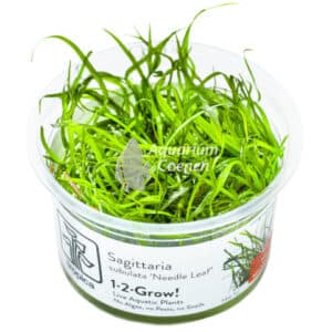 Een Sagittaria subulata 'Needle Leaf' 1-2-Grow!.