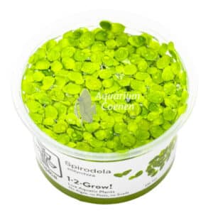 Een Spirodela polyrrhiza 1-2-Grow!.