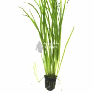 Een Vallisneria spiralis 'Tiger'.